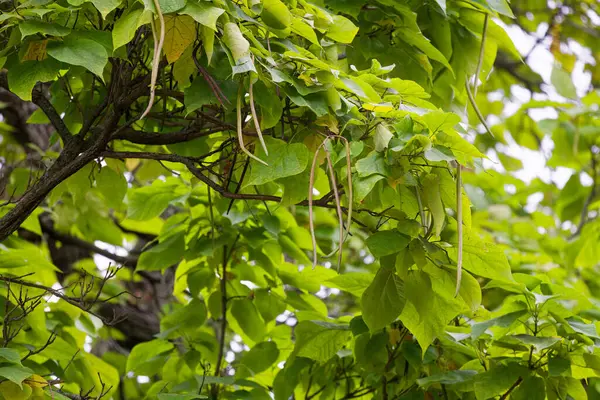 stock image The northern catalpa (Catalpa speciosa), commonly known as the  hardy catalpa, western catalpa, cigar tree or catawba is tree native to the midwestern United States.