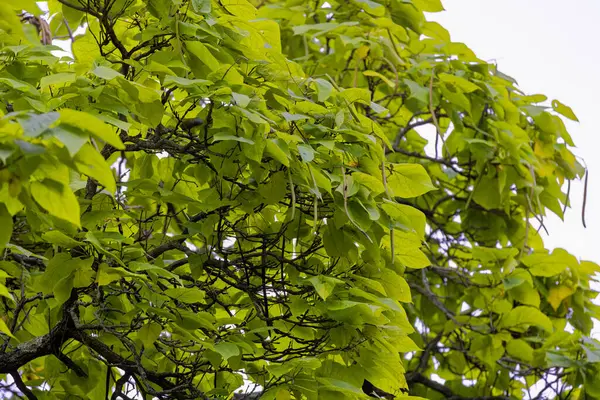 stock image The northern catalpa (Catalpa speciosa), commonly known as the  hardy catalpa, western catalpa, cigar tree or catawba is tree native to the midwestern United States.