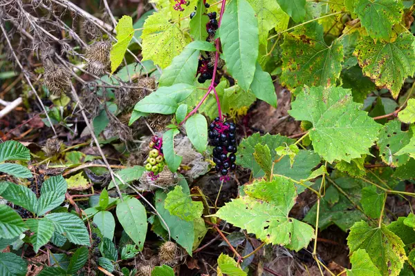 stock image  American pokeweed (Phytolacca americana) also known as pokeweed, poke sallet, pokeberry, dragonberries, pigeonberry weed, and inkberry is a poisonous plant.