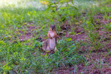 Tilki sincabı (Sciurus niger), aynı zamanda doğu tilki sincabı veya Bryant 'ın tilki sincabı olarak da bilinir.. 