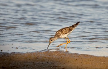 Daha az sarı bacaklılar (Tringa flavipes) sığ su gölü Michigan 'da yiyecek arıyorlar..