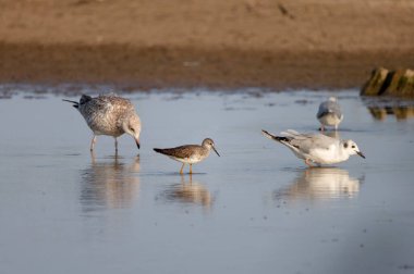 Martılar ve diğer su kuşları Michigan Gölü 'nün kıyı sularında yiyecek arıyorlar.