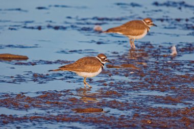 Öldürücü geyik (Charadrius vociferus) Amerika 'da bulunan büyük bir karasinek türüdür..