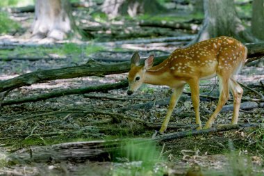 Fawn white-tailed deer in the forest clipart