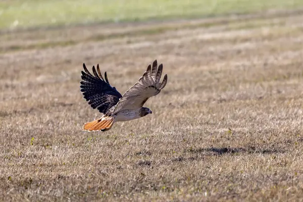 Kızıl kuyruklu şahin (Buteo jamaicensis) uçuyor.