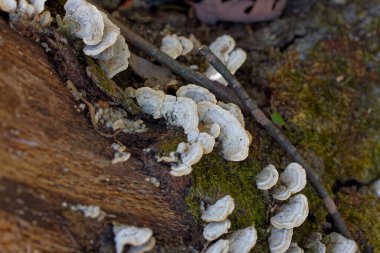 Mantar Türkiye kuyruğu (Trametes versicolor). Genellikle kütük ve yaprak döken ağaç kütükleri üzerinde gruplar halinde seramik katmanlar halinde büyür ve Kuzey Amerika 'da yaygındır. 