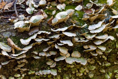 Mantar Türkiye kuyruğu (Trametes versicolor). Genellikle kütük ve yaprak döken ağaç kütükleri üzerinde gruplar halinde seramik katmanlar halinde büyür ve Kuzey Amerika 'da yaygındır. 