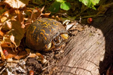 Doğu kutulu kaplumbağa (Terrapene carolina carolina). Bir kara kaplumbağası meşe ormanında güneşleniyor.