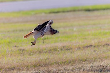 Kızıl kuyruklu şahin (Buteo jamaicensis) uçuyor.