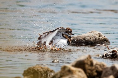 The killdeer (Charadrius vociferus) bathes in the river clipart