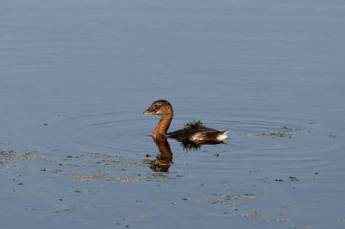 Pied-billed grebe (Podilymbus podiceps) adult swimming in water clipart