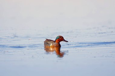 Green-winged Teal (Anas crecca carolinensis) , common teal on the lake. Males have a cinnamon-colored head with a green crescent behind the eye. clipart