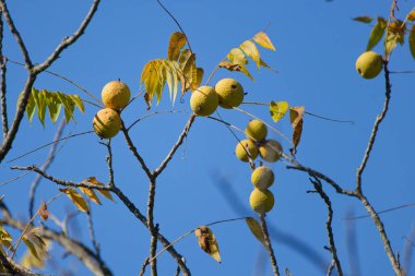 Doğu Kara Ceviz 'in (Juglans Nigra) kapanışı yaz sonuna doğru gerçekleşiyor