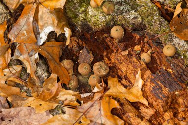 Yaygın olarak bilinen ismiyle Scleroderma citrinum (