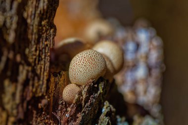 The common earthball (Scleroderma citrinum), commonly known as  pigskin poison puffball or common earth ball clipart