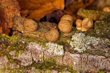 The common earthball (Scleroderma citrinum), commonly known as  pigskin poison puffball or common earth ball clipart