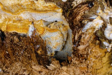 Çoklu gözenekli mantarlar. Çoklu gözeneklere ayraç mantarı ya da raf mantarı da denir. Ağacın oyuğunda büyüyen bir mantar.