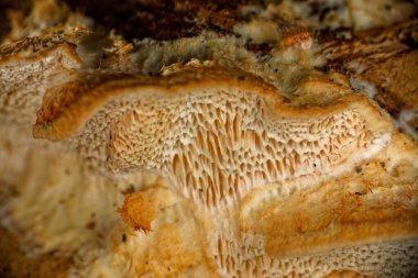 Çoklu gözenekli mantarlar. Çoklu gözeneklere ayraç mantarı ya da raf mantarı da denir. Ağacın oyuğunda büyüyen bir mantar.