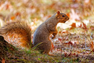 Tilki sincabı (Sciurus ni.. r) parktaki bir çayırda, aynı zamanda doğu tilki sincabı veya Bryant 'ın tilki sincabı olarak da bilinir.. 