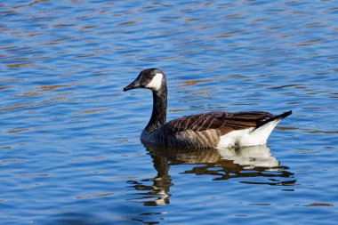 Gölde Vahşi Kanada Kaz (Branta canadensis)