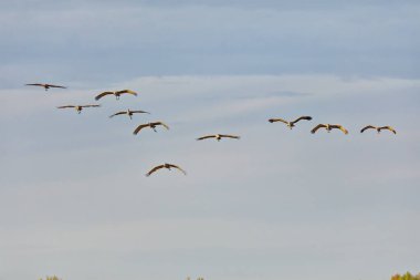 Uçuşta kum tepesi turna sürüsü (Antigone canadensis)