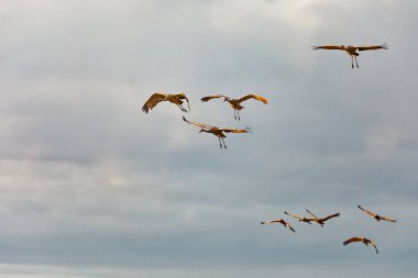 Uçuşta kum tepesi turna sürüsü (Antigone canadensis)