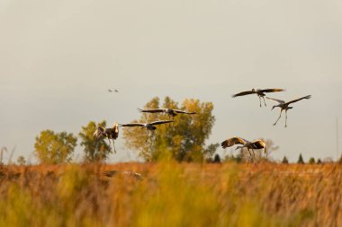 Uçuşta kum tepesi turna sürüsü (Antigone canadensis)