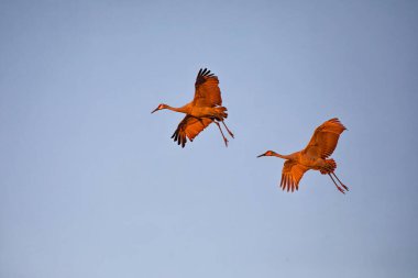 The Sandhill crane (Antigone canadensis) in flight clipart