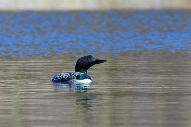 Wisconsinduring 'de kuzeye doğru yol alan göl üzerinde bulunan Common Loon (Gavia immer)