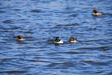 Genel altın göz (Bucephala clangula)