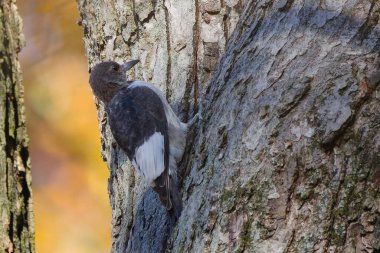 Genç Kızıl Saçlı Ağaçkakan (Melanerpes eritrocephalus). Yavru kuş yuvadan ayrıldıktan birkaç gün sonra