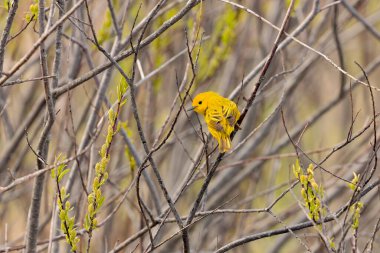 Sarı ötleğen (Setophaga peteşi), Erkek Yellow Warbler bir dala tünedi.