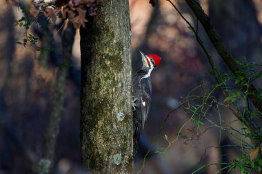 Yığılmış ağaçkakan. Kuzey Amerika 'ya özgü bir kuş. Şu anda tehlike altındaki ve muhtemelen soyu tükenmiş fildişi ağaçkakanın ardından Amerika' nın en büyük ağaçkakanı..