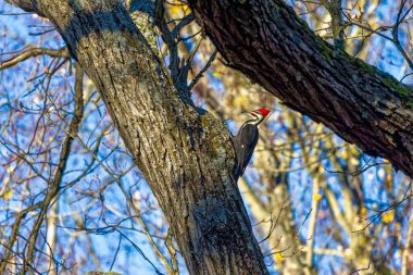 The pileated woodpecker.The bird native to North America.Currently the largest woodpecker in the United States after the critically endangered and possibly extinct ivory woodpecker. clipart