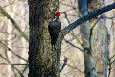 The pileated woodpecker.The bird native to North America.Currently the largest woodpecker in the United States after the critically endangered and possibly extinct ivory woodpecker. clipart