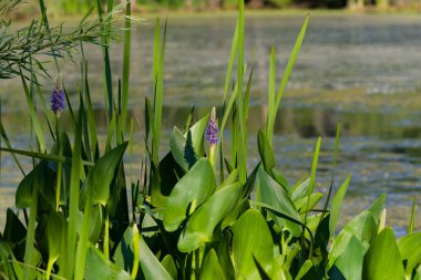 Pickerelweed, Pickerel Rush Water sümbülü (Pontederia kordata). Toptancı otu ya da toplayıcı otu, yerli amerivan çiçekleri.