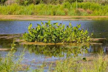 Pickerelweed, Pickerel Rush Water sümbülü (Pontederia kordata). Toptancı otu ya da toplayıcı otu, yerli amerivan çiçekleri.