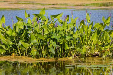 Pickerelweed, Pickerel Rush Water sümbülü (Pontederia kordata). Toptancı otu ya da toplayıcı otu, yerli amerivan çiçekleri.