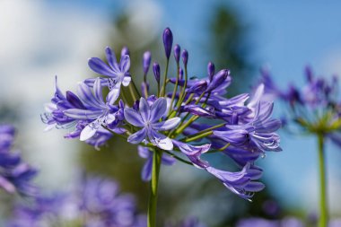 Agapanthus (Agapanthus praecox), yaygın olarak kullanılan mavi zambak, Afrika zambağı veya Nil zambağı.