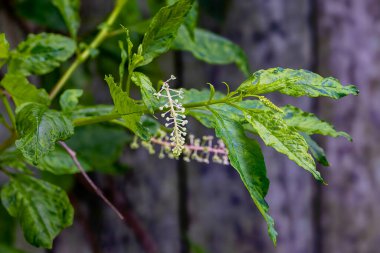  Amerikan pokeweed (Phytolacca americana) ayrıca pokeweed, poke sallet, pokeberry, yaban mersini, yabanmersini otu ve mürekkep üzümü olarak da bilinir..
