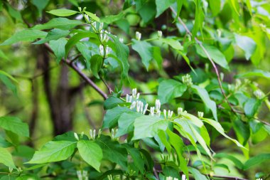 Amur hanımeli (Lonicera maackii) istilacı türler