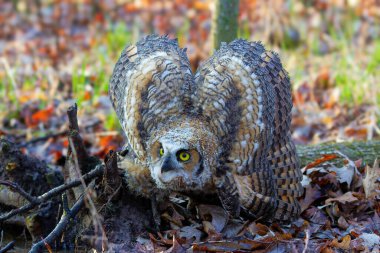 Genç Büyük Boynuzlu Baykuş (Bubo virginianus) yuvadan ayrıldıktan sonra dalın üzerine tünedi. Wisconsin 'den doğa sahnesi.