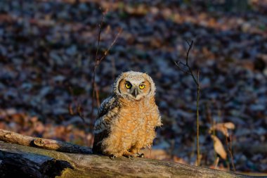 Genç Büyük Boynuzlu Baykuş (Bubo virginianus) yuvadan ayrıldıktan sonra dalın üzerine tünedi. Wisconsin 'den doğa sahnesi.