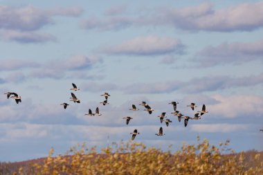 Göç eden kaz sürüsü. İngilizce adı: Bu tür Büyük Beyaz Önlü Kazlar