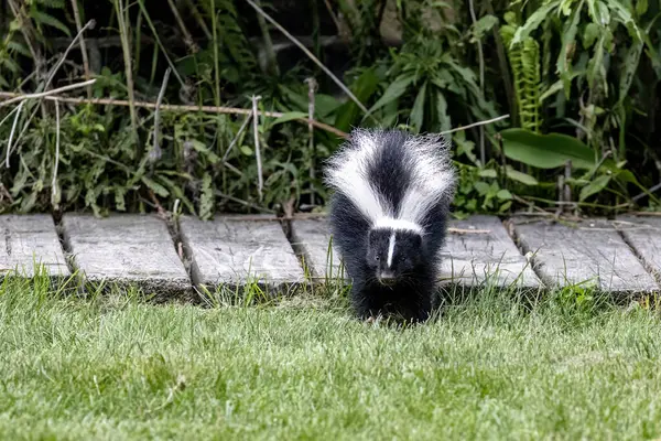 Çizgili kokarca (Mephitis mephitis). Çizgili kokarca, Kuzey Amerika 'nın en tanınan hayvanlarından biridir..