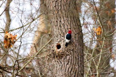 Genç Kızıl Saçlı Ağaçkakan (Melanerpes eritrocephalus). Ohio Eyalet Parkı 'nda tüylerini değiştiren genç, renksiz bir kuş..