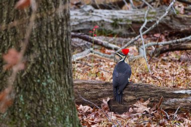 Yığılmış ağaçkakan (Dryocopus pileatus). Kuzey Amerika 'ya özgü bir kuş..