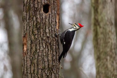 Yığılmış ağaçkakan (Dryocopus pileatus). Kuzey Amerika 'ya özgü bir kuş..