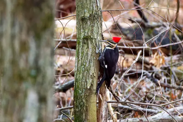 Yığılmış ağaçkakan (Dryocopus pileatus). Kuzey Amerika 'ya özgü bir kuş..