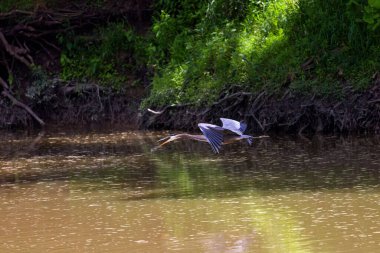 Great blue heron (Ardea herodias) in flight